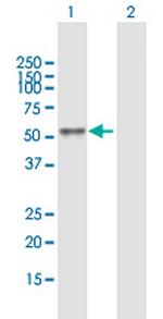 BCL3 Polyclonal Antibody, MaxPab™