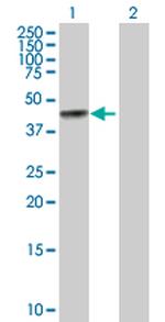 BGN Polyclonal Antibody, MaxPab™