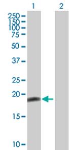 BID Polyclonal Antibody, MaxPab™