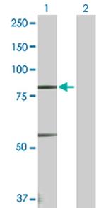 PRDM1 Polyclonal Antibody, MaxPab™