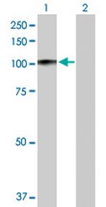 PRDM1 Polyclonal Antibody, MaxPab™