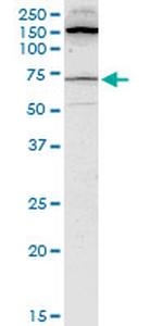BLK Antibody in Western Blot (WB)