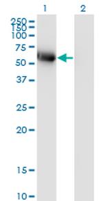 BLK Antibody in Western Blot (WB)