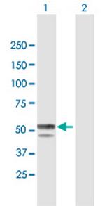BLMH Polyclonal Antibody, MaxPab™