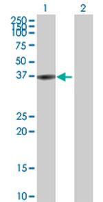 BLVRA Polyclonal Antibody, MaxPab™