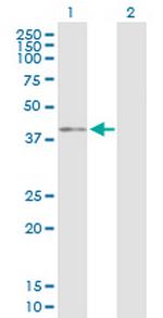 BMI1 Antibody in Western Blot (WB)