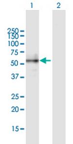 BMP2 Polyclonal Antibody, MaxPab™