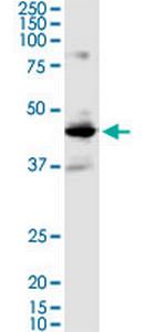 BMP2 Monoclonal Antibody (4A7)