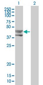 BMP3 Polyclonal Antibody, MaxPab™