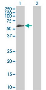 BMPR1B Polyclonal Antibody, MaxPab™