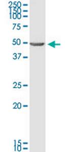 BNIP2 Monoclonal Antibody (8C6)