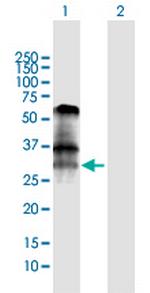 BNIP3 Polyclonal Antibody, MaxPab™