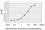 BRAF Antibody in ELISA (ELISA)