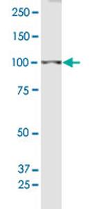 BRDT Polyclonal Antibody, MaxPab™