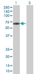 BTD Polyclonal Antibody, MaxPab™