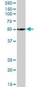BTN1A1 Antibody in Western Blot (WB)