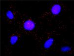 BUB1 Antibody in Proximity Ligation Assay (PLA) (PLA)