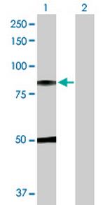 C1R Polyclonal Antibody, MaxPab™
