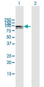 C2 Polyclonal Antibody, MaxPab™