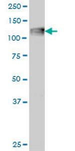 C3 Monoclonal Antibody (5F9)