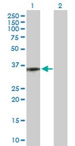 C5AR1 Polyclonal Antibody, MaxPab™