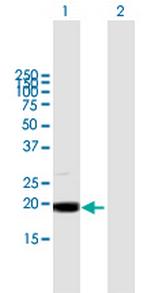 MRPL49 Polyclonal Antibody, MaxPab™
