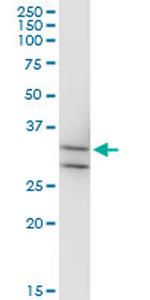 MPPED2 Antibody in Western Blot (WB)