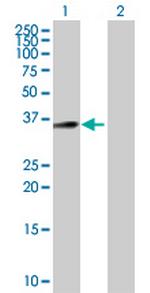 C18orf1 Antibody in Western Blot (WB)