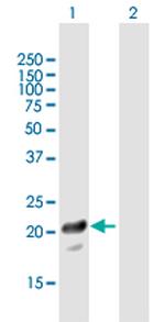 PTTG1IP Antibody in Western Blot (WB)