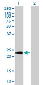 PTTG1IP Monoclonal Antibody (4C11)