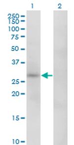 CA1 Monoclonal Antibody (1F1)