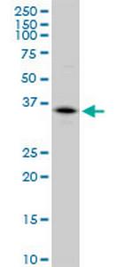 CA4 Polyclonal Antibody, MaxPab™