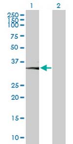 CA11 Polyclonal Antibody, MaxPab™