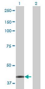 CA12 Polyclonal Antibody, MaxPab™