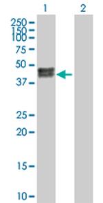 CA12 Polyclonal Antibody, MaxPab™