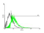 CACNG1 Antibody in Flow Cytometry (Flow)