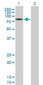 CALD1 Polyclonal Antibody, MaxPab™