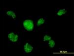 CALML3 Polyclonal Antibody, MaxPab™