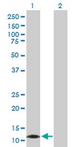 CALML3 Polyclonal Antibody, MaxPab™