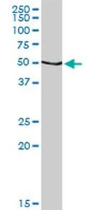 CALR Antibody in Western Blot (WB)