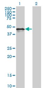 CALR Antibody in Western Blot (WB)