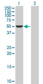 CAMK4 Polyclonal Antibody, MaxPab™