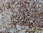 CAMK4 Antibody in Immunohistochemistry (Paraffin) (IHC (P))