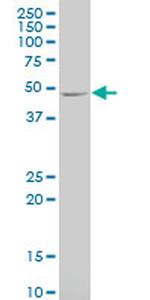 CAMK2A Antibody in Western Blot (WB)