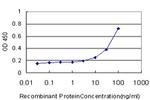 CAMK2A Antibody in ELISA (ELISA)