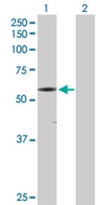 CAMK2G Polyclonal Antibody, MaxPab™