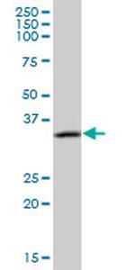 CAMLG Antibody in Western Blot (WB)
