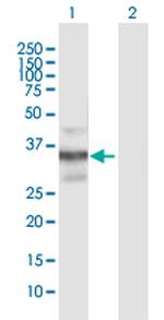 CAMLG Antibody in Western Blot (WB)