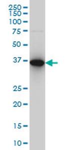 CAPG Antibody in Western Blot (WB)