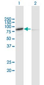 CAPN1 Polyclonal Antibody, MaxPab™